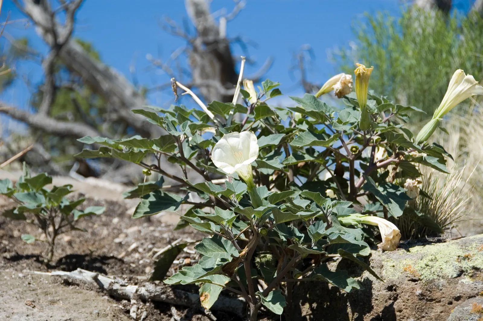 Sacred Datura (Datura wrightii) — It boasts large, trumpet-shaped flowers that exude an intense fragrance, primarily during the evening hours; is a, image 100