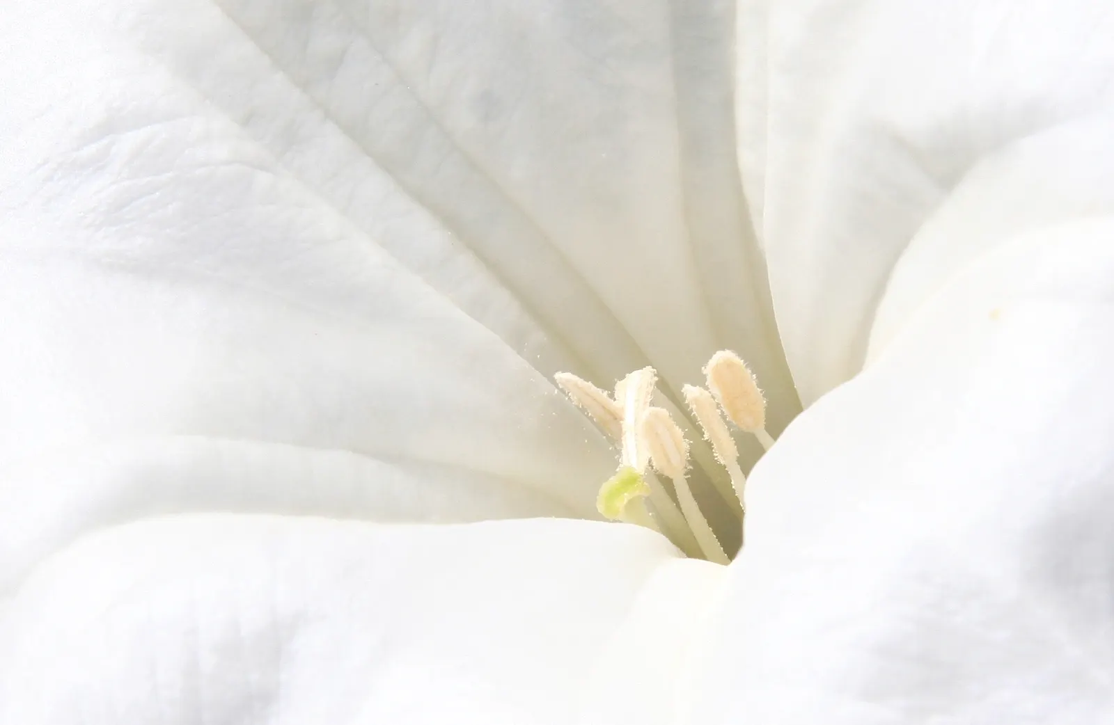 Sacred Datura (Datura wrightii) — ground cover / vine with white blooms; all parts of the plant contain poisonous alkaloids that can be harmful if, image 68