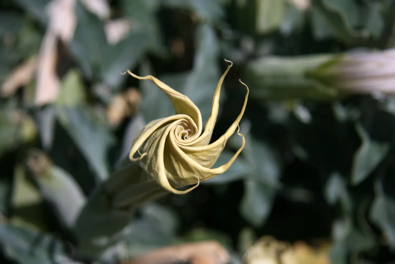 Sacred Datura (Datura wrightii) — Typically, the blooms are a brilliant white, although subtle shades of violet may also be apparent