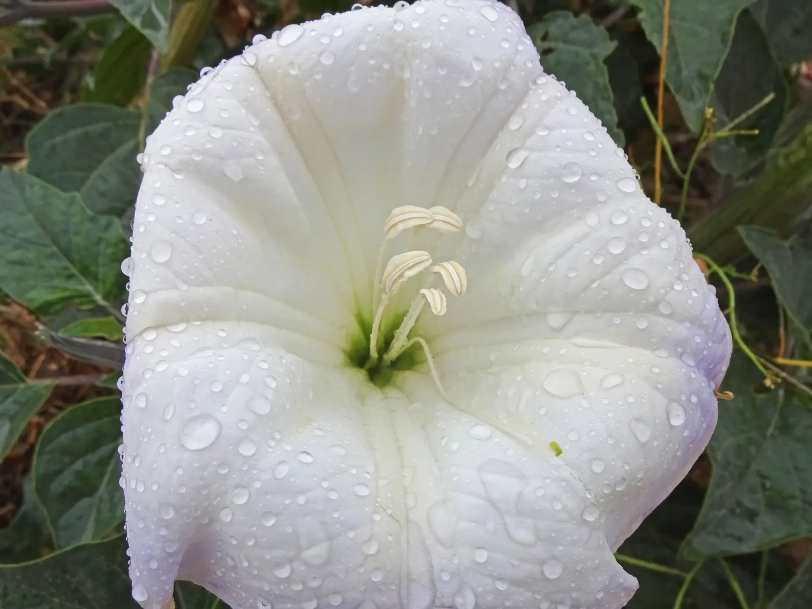 Sacred Datura (Datura wrightii) — All parts of the plant contain poisonous alkaloids that can be harmful if ingested; consider its mystical ambiance and