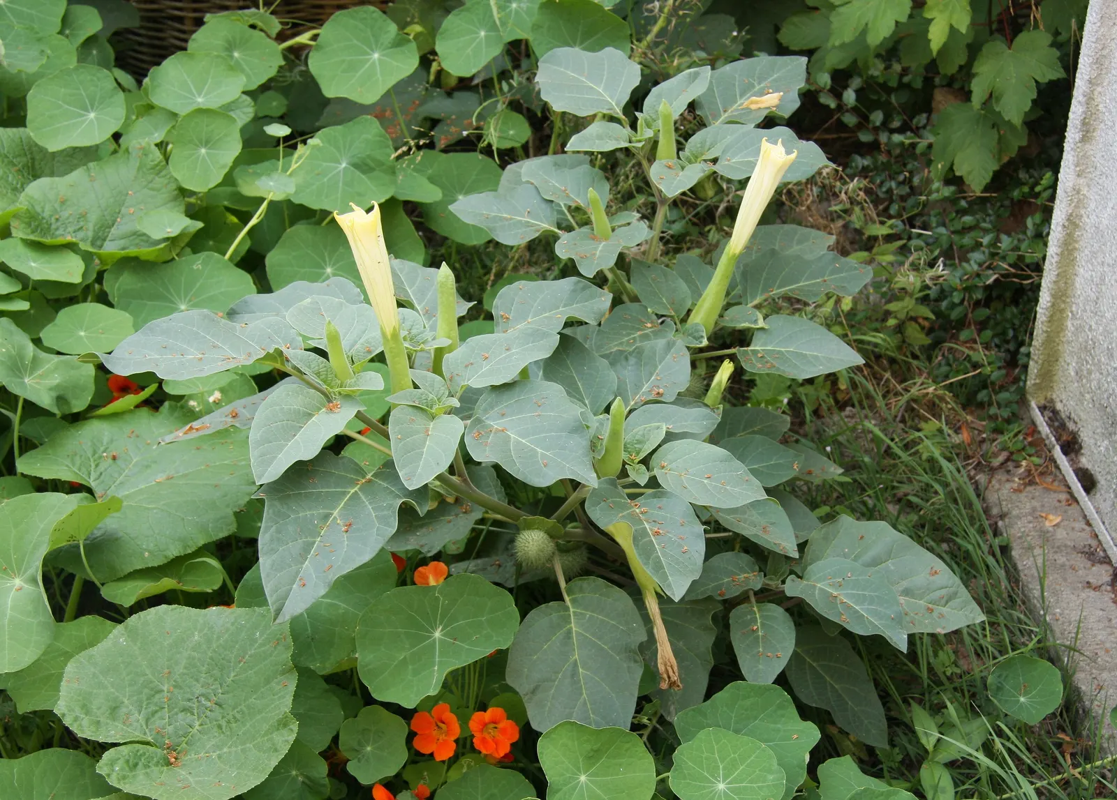 Sacred Datura (Datura wrightii) — making it a practical choice for xeriscaping; adds dramatic flair to xeriscapes and moon gardens