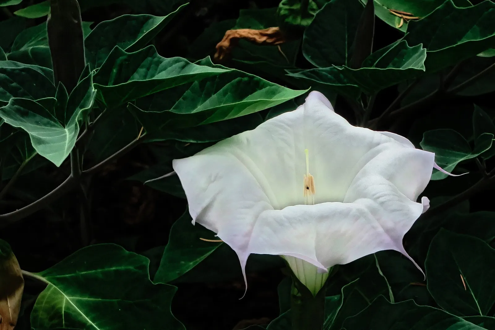 Sacred Datura (Datura wrightii) — trumpet-shaped white to lavender flowers; caution: all parts are toxic if ingested, image 70