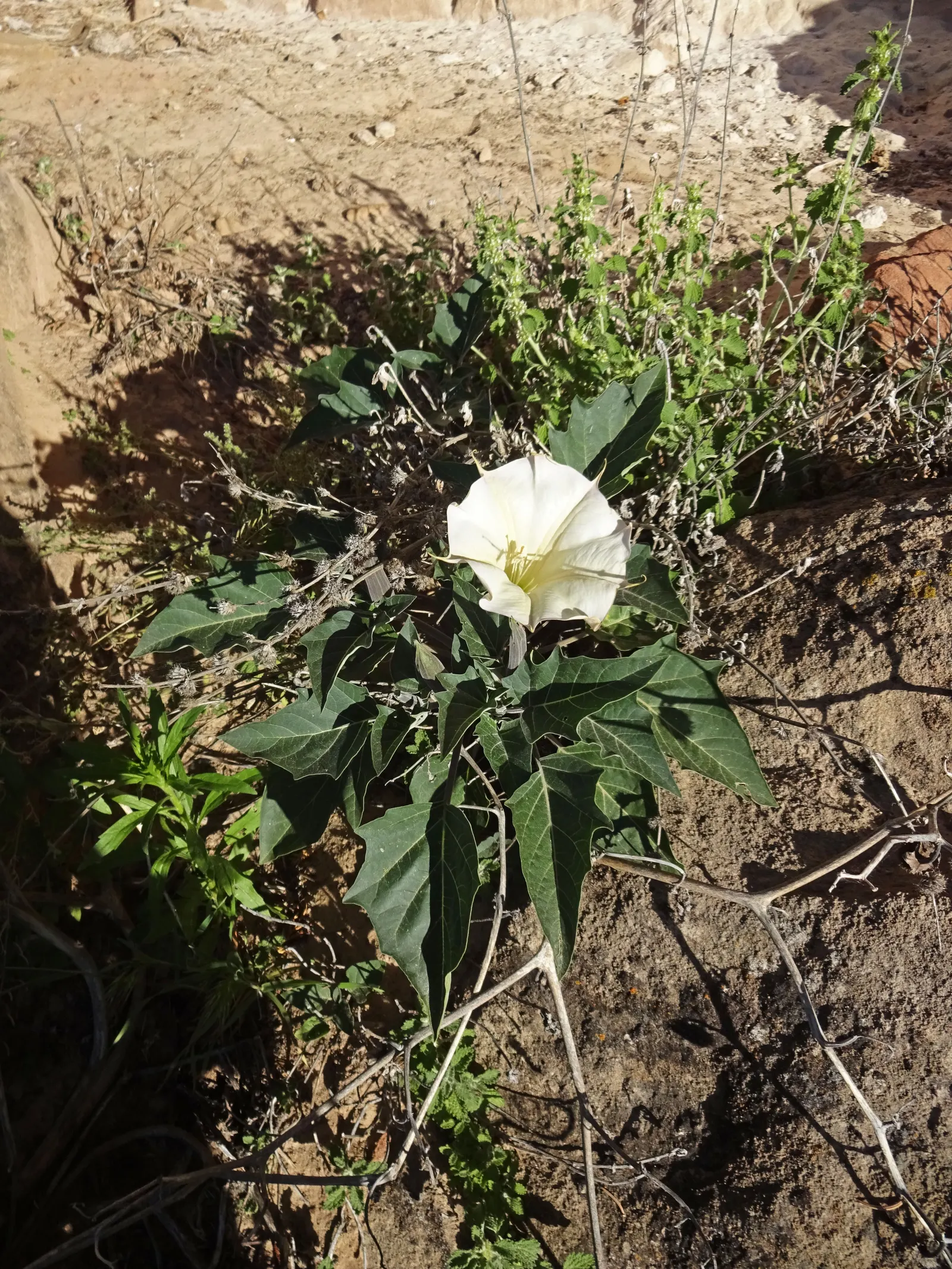 Sacred Datura (Datura wrightii) — This night-bloomer is drought-tolerant, prefers full sun, and thrives in USDA zones 9-11; the plant typically blooms from