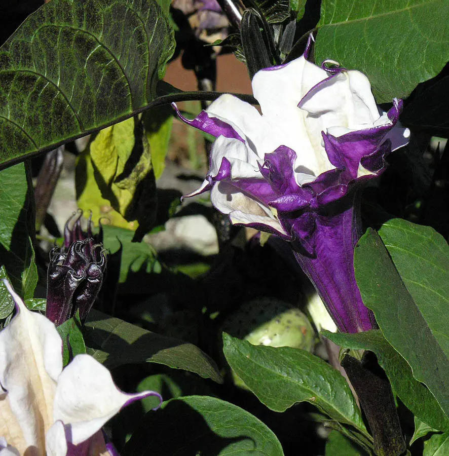 Sacred Datura (Datura wrightii) — Adds dramatic flair to xeriscapes and moon gardens