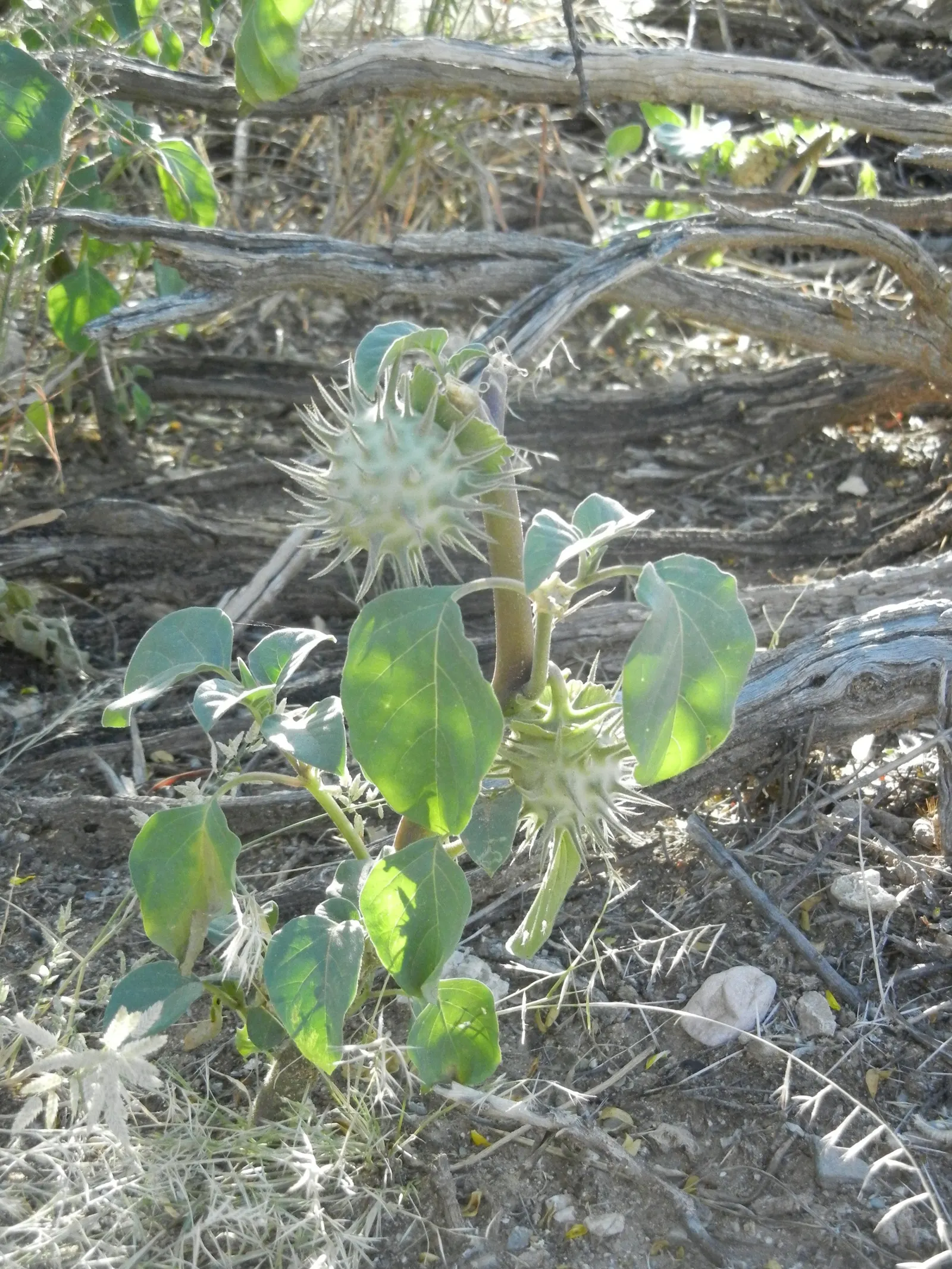 Sacred Datura (Datura wrightii) — ground cover / vine for full; ensuring it complements both the aesthetic and safety of the surrounding space