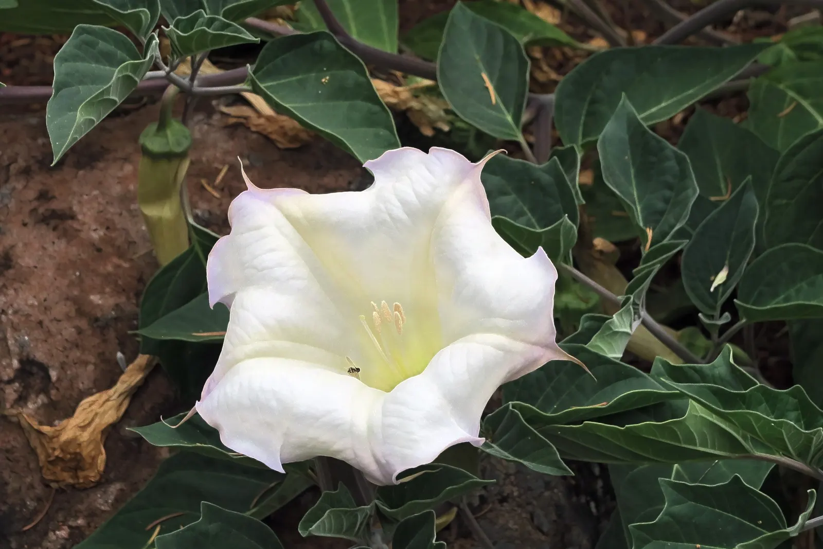 Sacred Datura (Datura wrightii) — It prefers well-draining soil; datura wrightii is drought-tolerant
