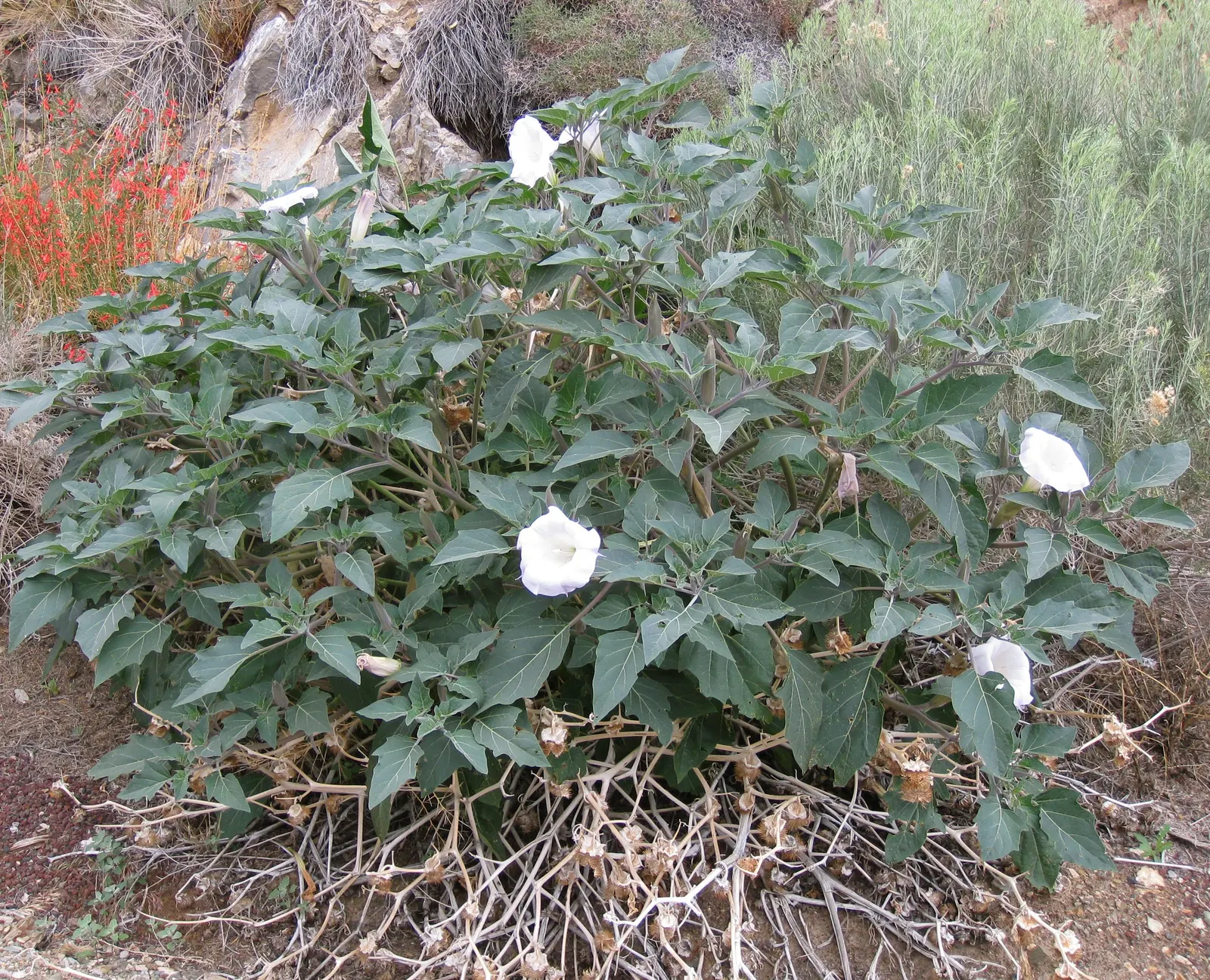 Sacred Datura (Datura wrightii) — trumpet-shaped white to lavender flowers; caution: all parts are toxic if ingested, image 93