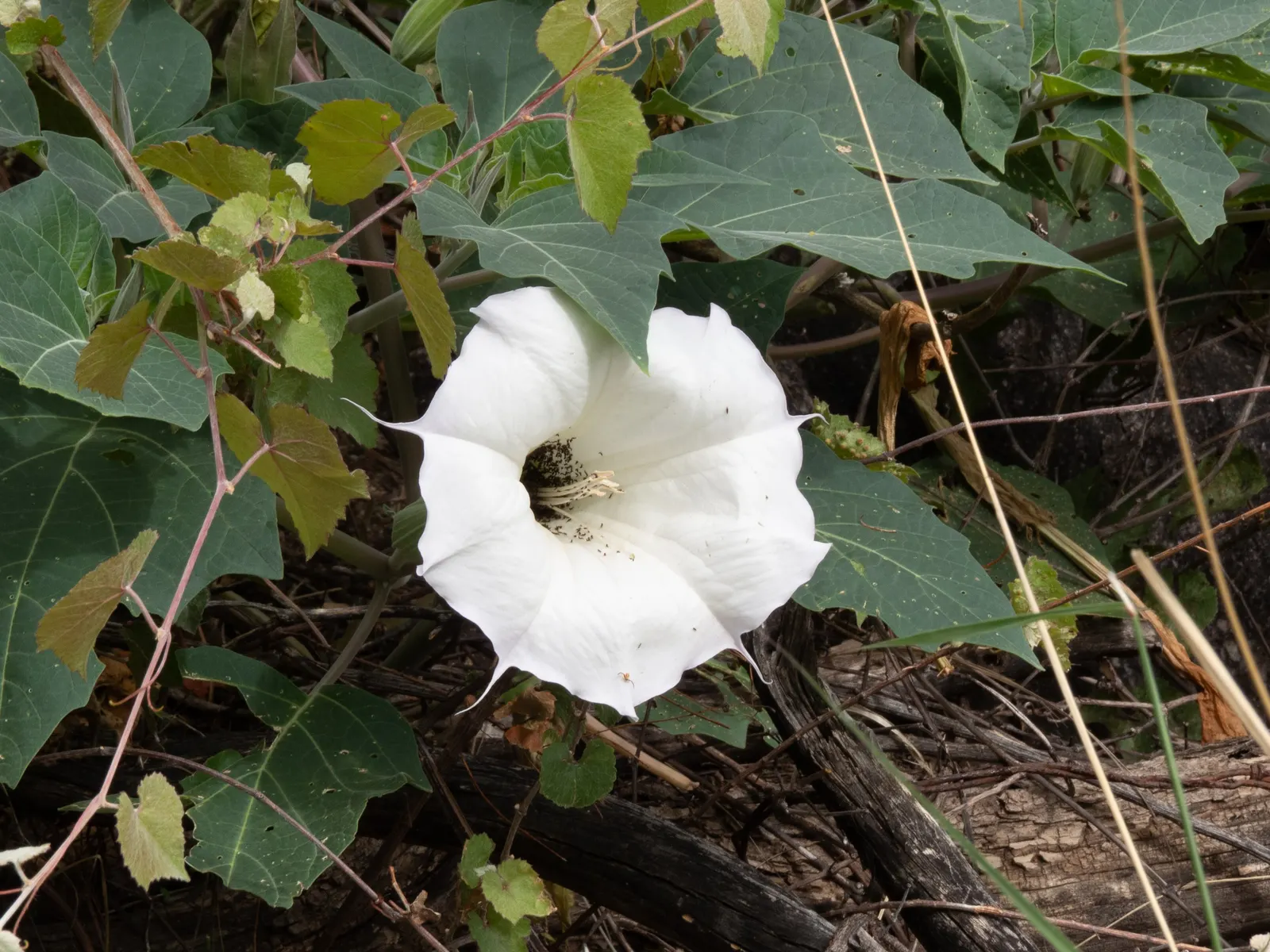 Sacred Datura (Datura wrightii) — trumpet-shaped white to lavender flowers