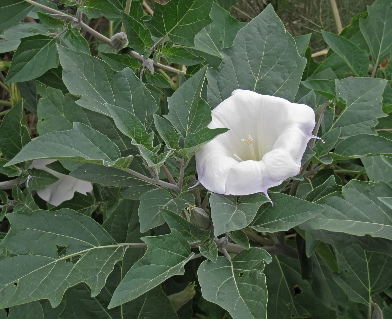 Sacred Datura (Datura wrightii) — Adds dramatic flair to xeriscapes and moon gardens; typically, the blooms are a brilliant white, although subtle, image 51