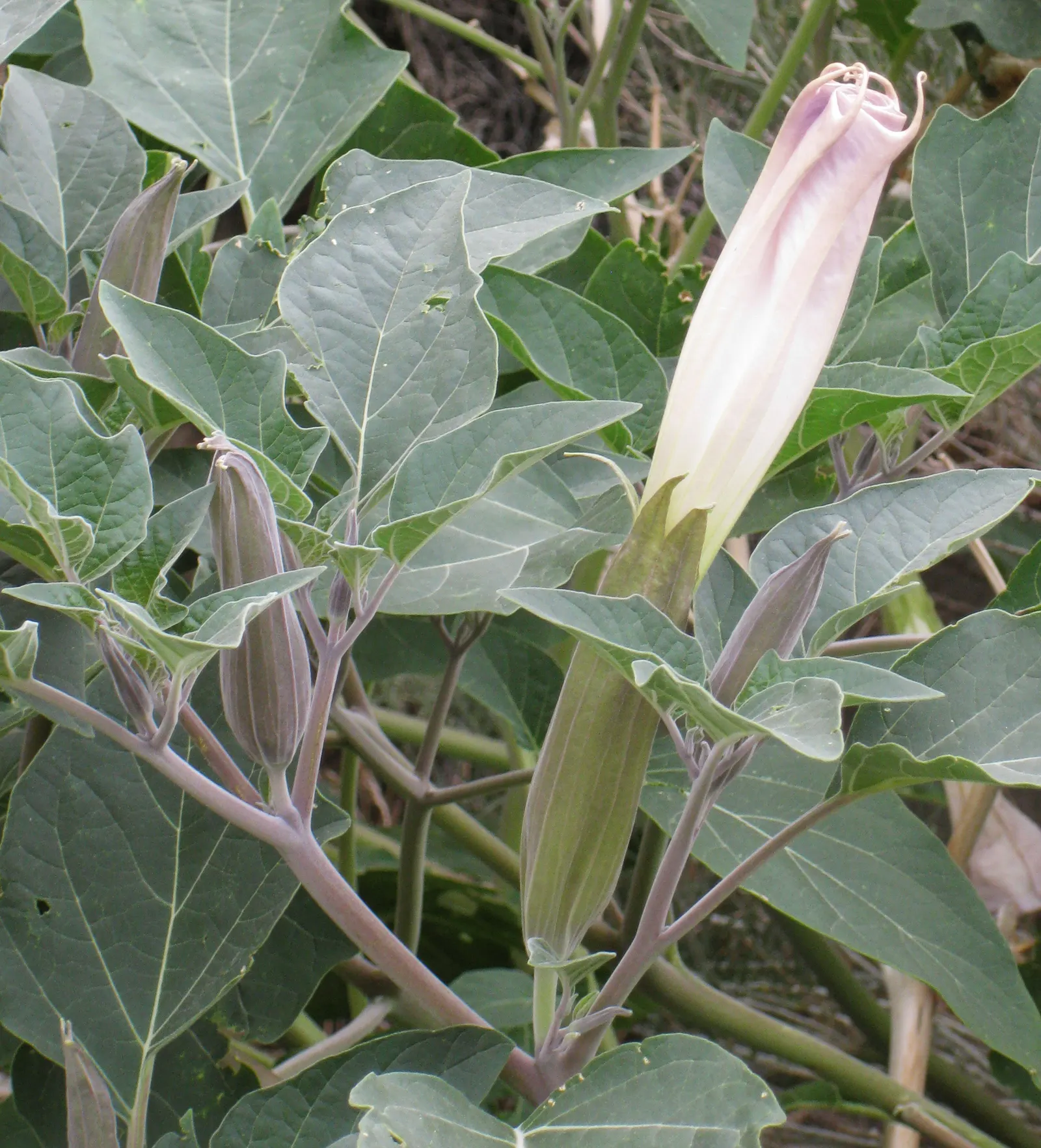 Sacred Datura (Datura wrightii) — making it a practical choice for xeriscaping; adds dramatic flair to xeriscapes and moon gardens, image 80