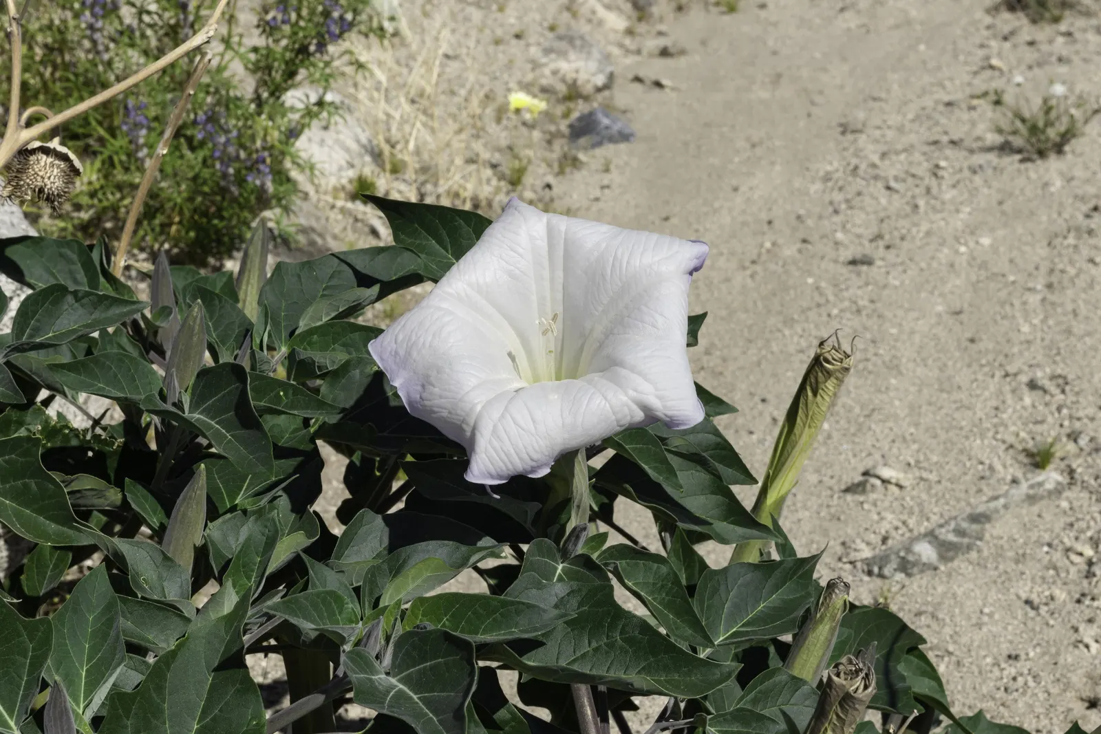 Sacred Datura (Datura wrightii) — trumpet-shaped white to lavender flowers; caution: all parts are toxic if ingested, image 47