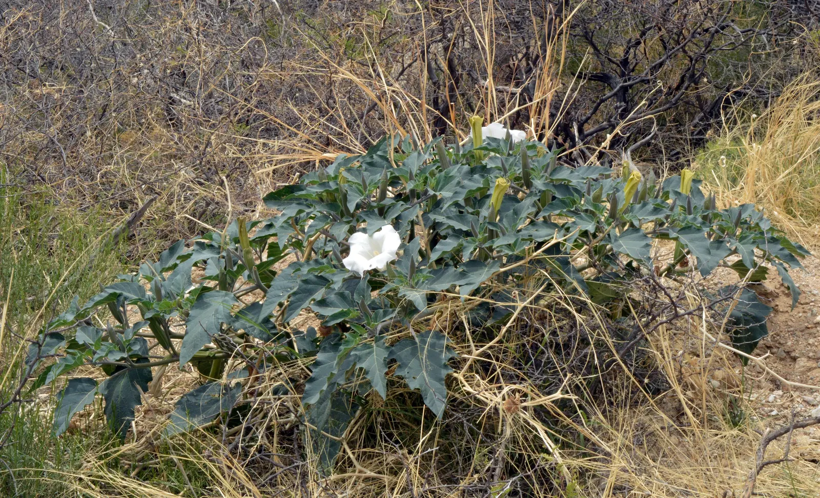 Sacred Datura (Datura wrightii) — scientifically known as Datura wrightii; and while it is tolerant of poor soil quality