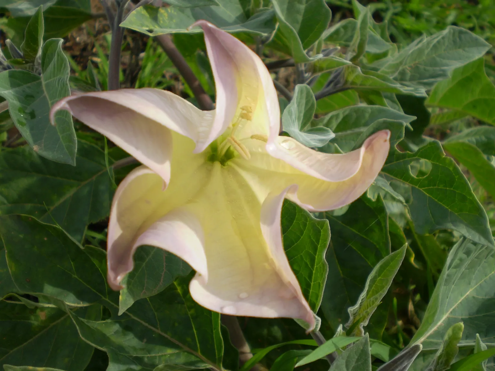 Sacred Datura (Datura wrightii) — and while it is tolerant of poor soil quality; moderate fertility will encourage more robust growth