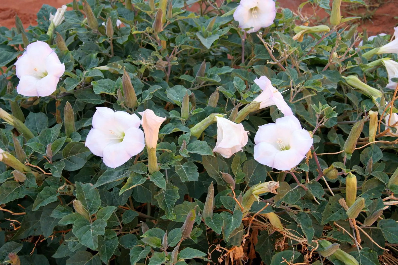 Sacred Datura (Datura wrightii) — Its spread can reach 4 ft across, with dark green leaves up to 8 inches in length; making it a practical choice, image 94