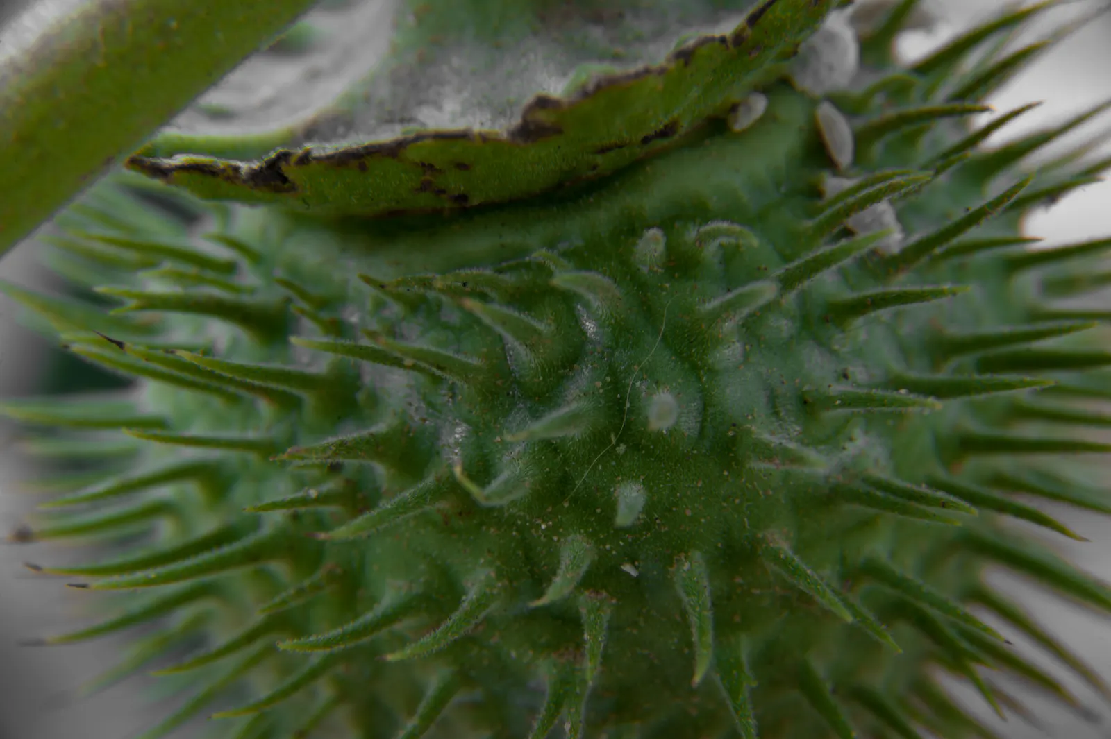 Sacred Datura (Datura wrightii) — Caution: all parts are toxic if ingested; its spread can reach 4 ft across, with dark green leaves up to 8 inches, image 96