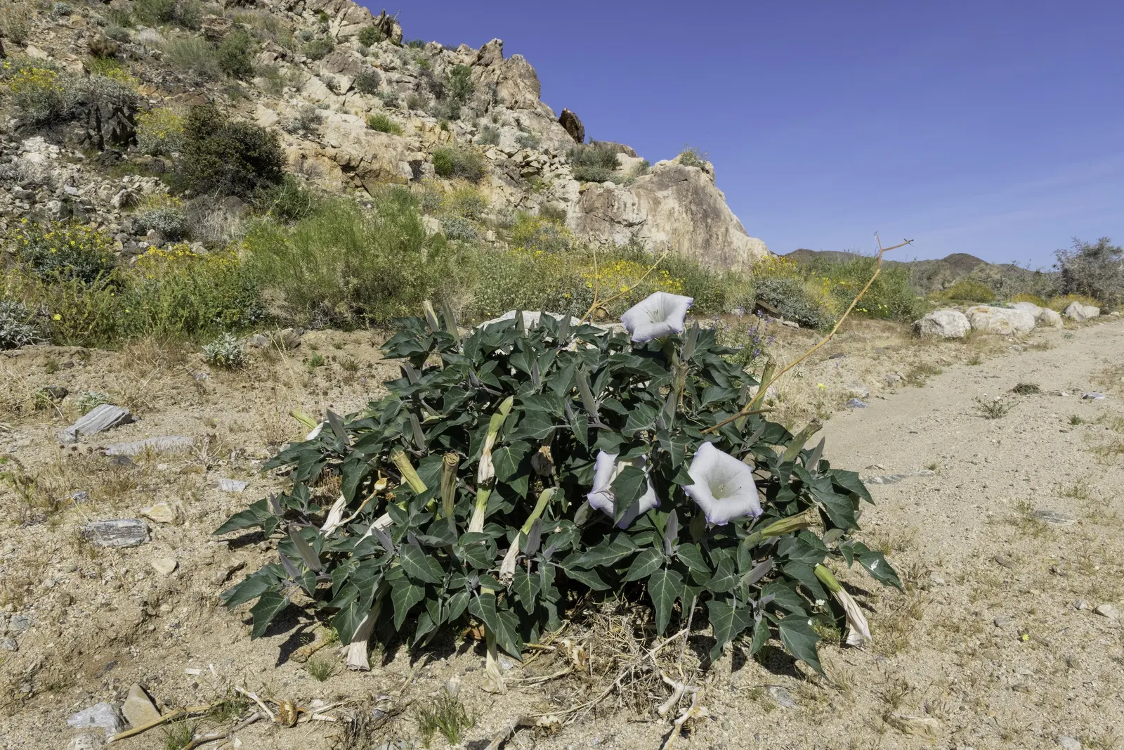 Sacred Datura (Datura wrightii) — It boasts large, trumpet-shaped flowers that exude an intense fragrance, primarily during the evening hours; is a, image 54