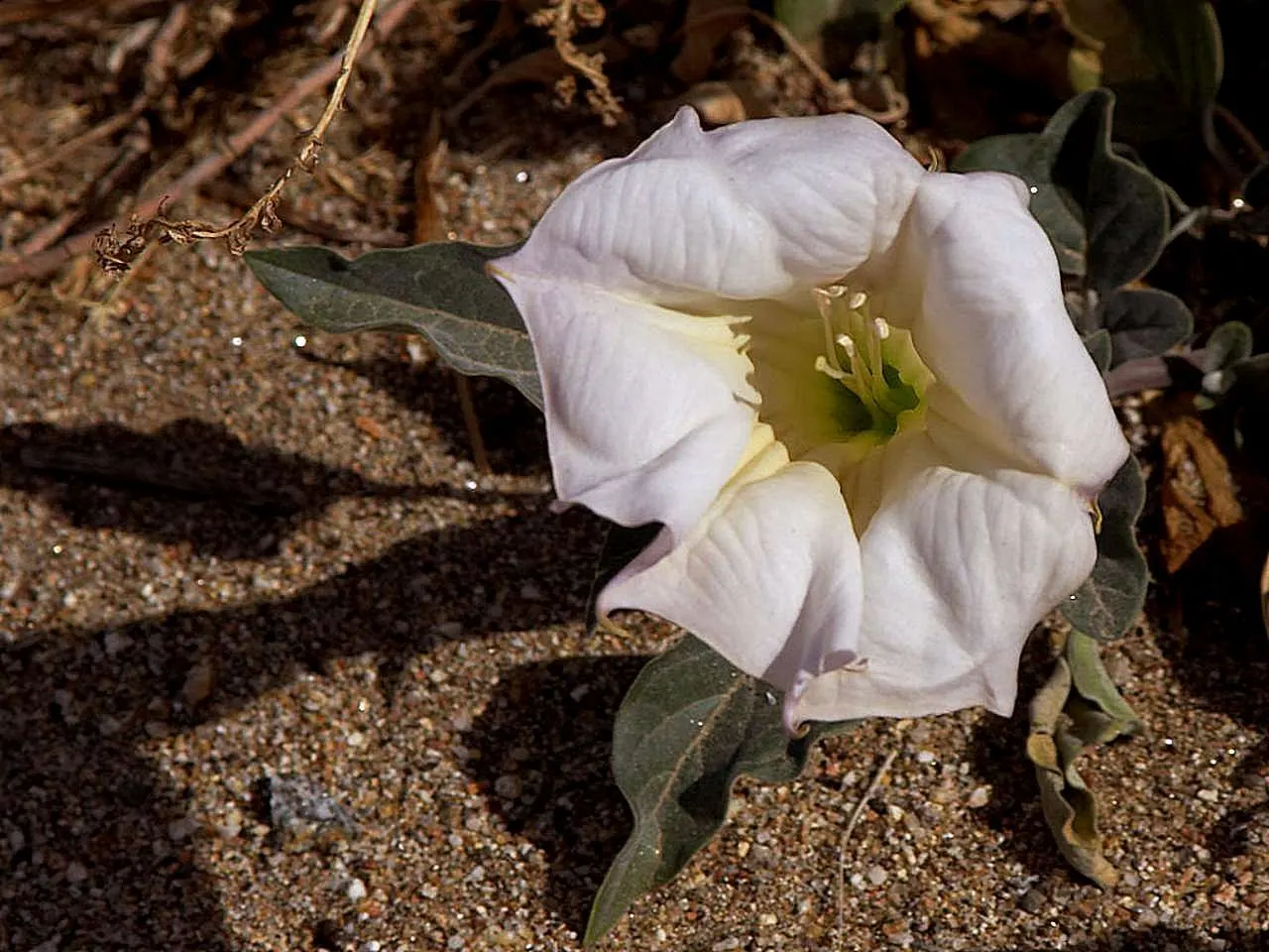 Sacred Datura (Datura wrightii) — It boasts large, trumpet-shaped flowers that exude an intense fragrance, primarily during the evening hours; is a, image 77