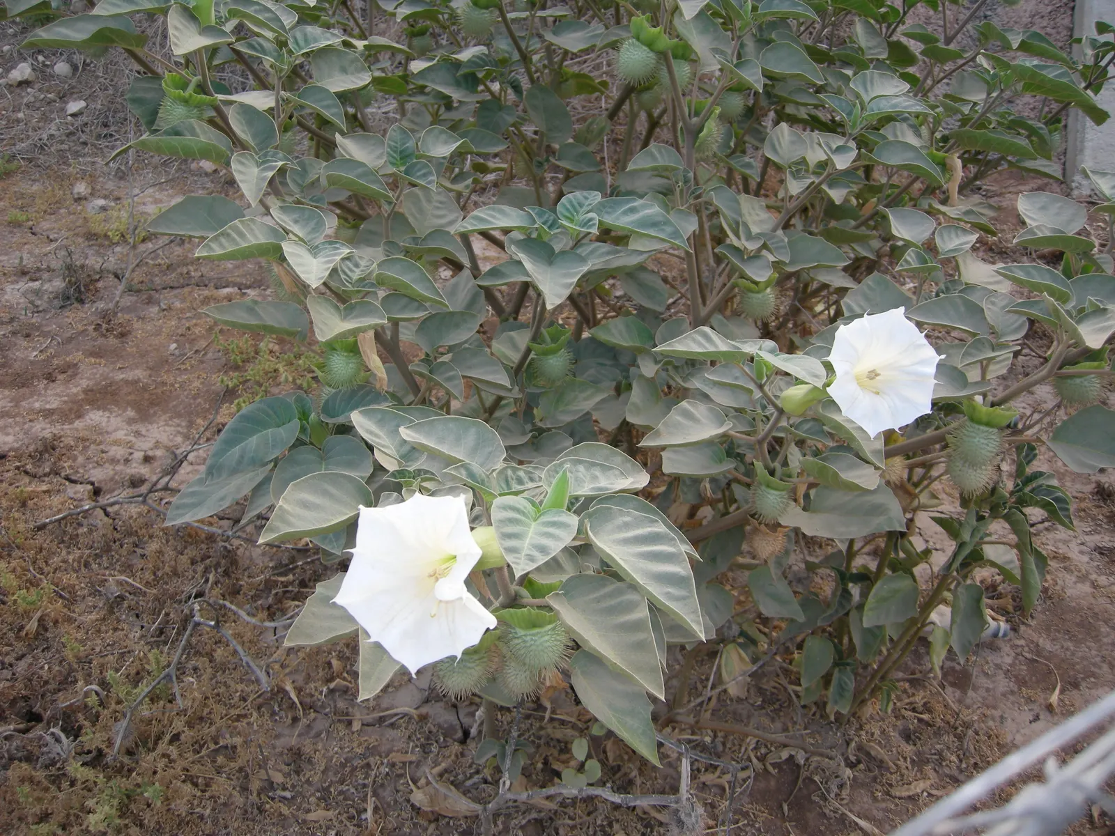 Sacred Datura (Datura wrightii) — Its spread can reach 4 ft across, with dark green leaves up to 8 inches in length; making it a practical choice, image 71