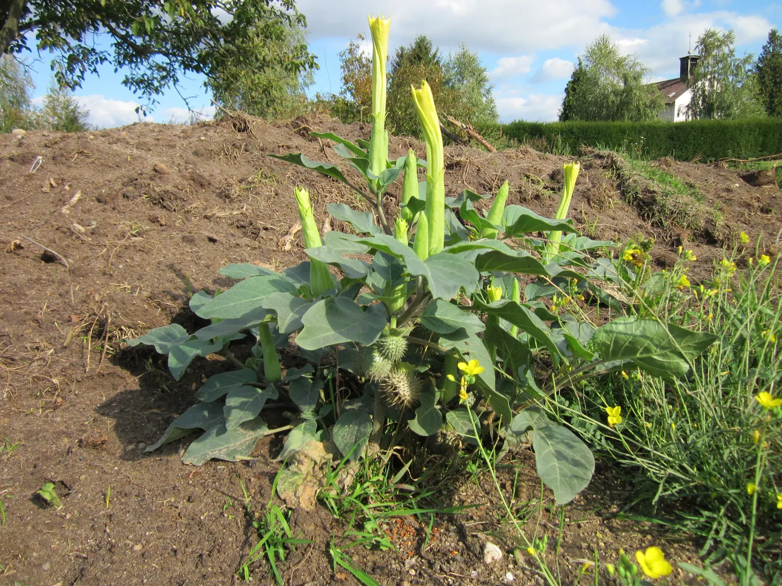 Sacred Datura (Datura wrightii) — consider its mystical ambiance and potential size; it prefers well-draining soil