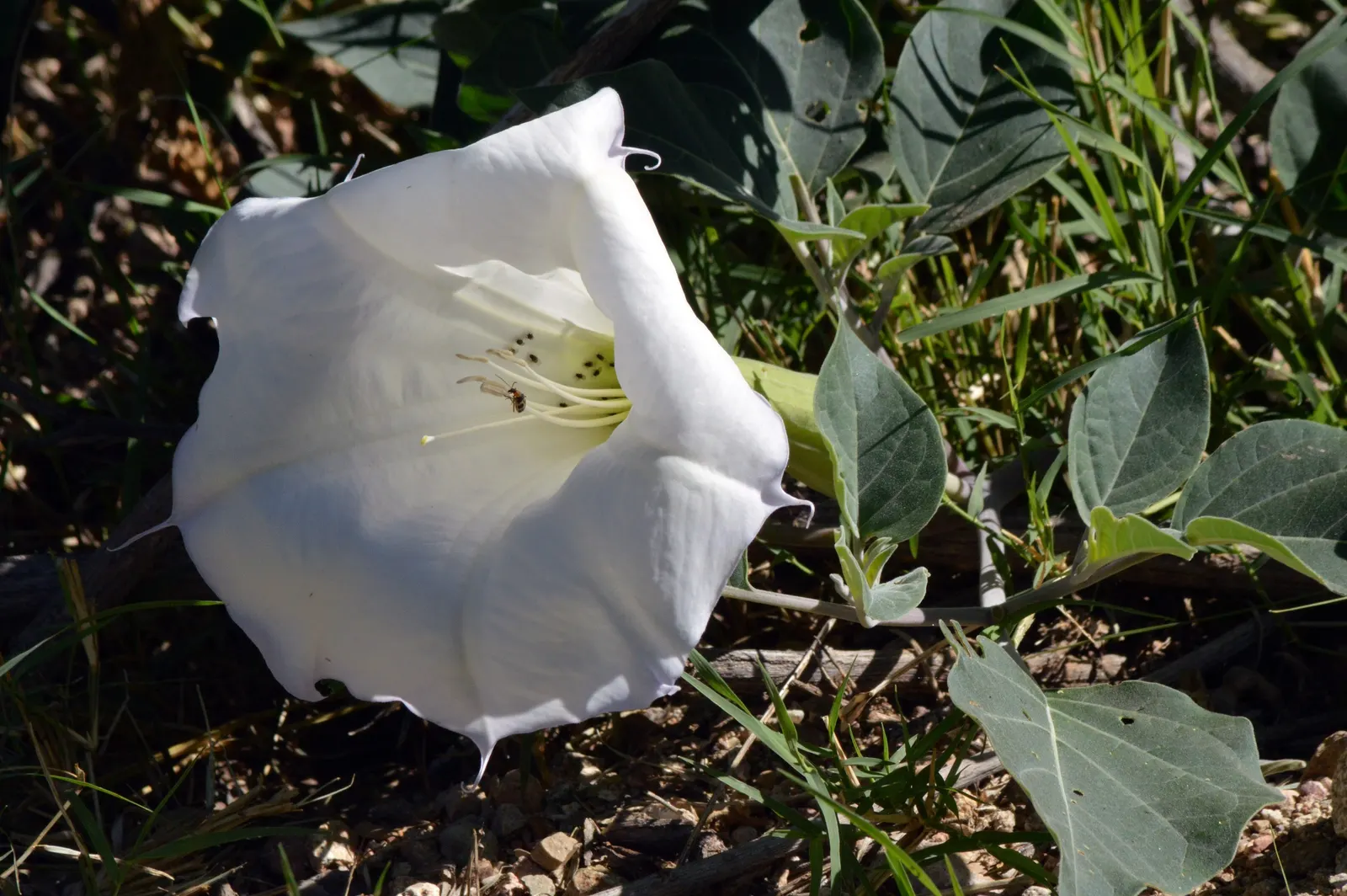 Sacred Datura (Datura wrightii) — consider its mystical ambiance and potential size