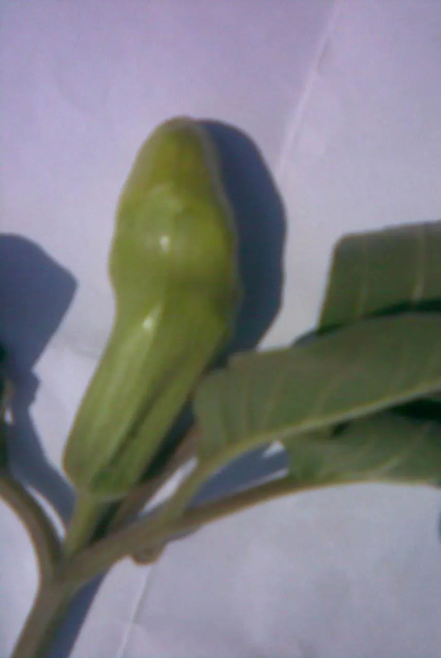 Sacred Datura (Datura wrightii) — It has a sprawling habit, often spreading 2 to 4 feet in width and growing up to 1 to 3 feet in height, image 81