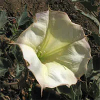 Sacred Datura (Datura wrightii) — white flowers in the garden; scientifically known as Datura wrightii, image 67