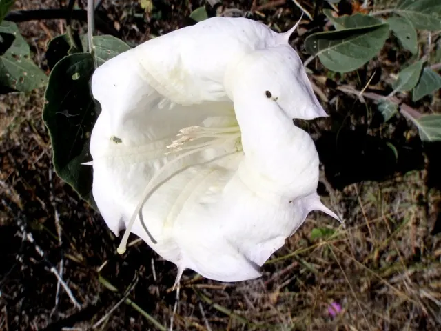 Sacred Datura (Datura wrightii) — It boasts large, trumpet-shaped flowers that exude an intense fragrance, primarily during the evening hours