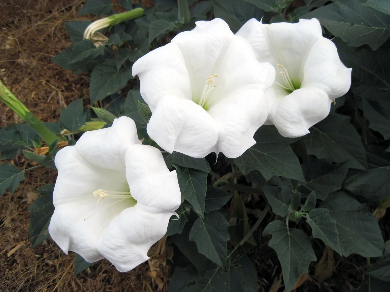 Sacred Datura (Datura wrightii) — reveling in full sun to partial shade; this night-bloomer is drought-tolerant, prefers full sun, and thrives in, image 83