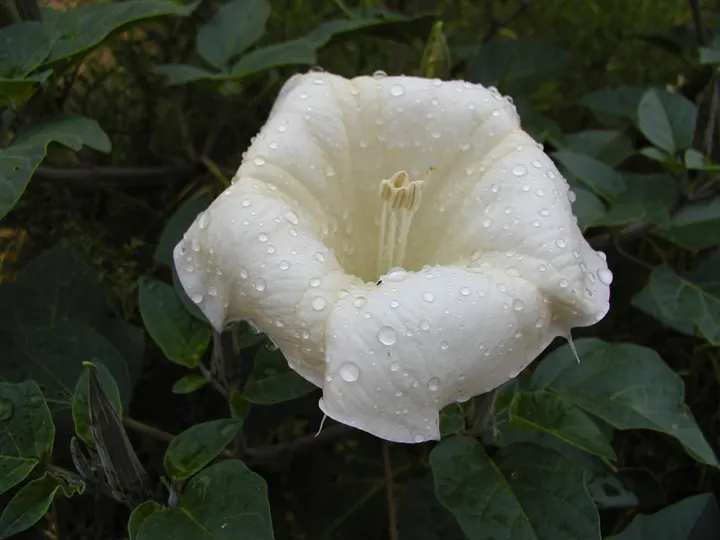 Sacred Datura (Datura wrightii) — Typically, the blooms are a brilliant white, although subtle shades of violet may also be apparent; reveling in full sun to