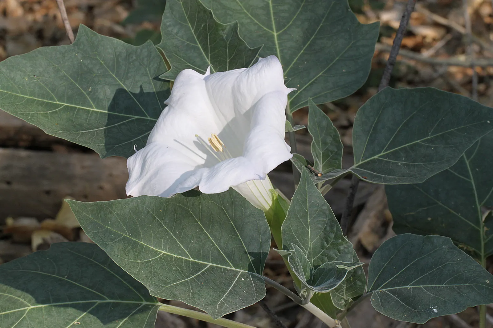 Sacred Datura (Datura wrightii) — The plant typically blooms from late spring until fall; it boasts large, trumpet-shaped flowers that exude an, image 64
