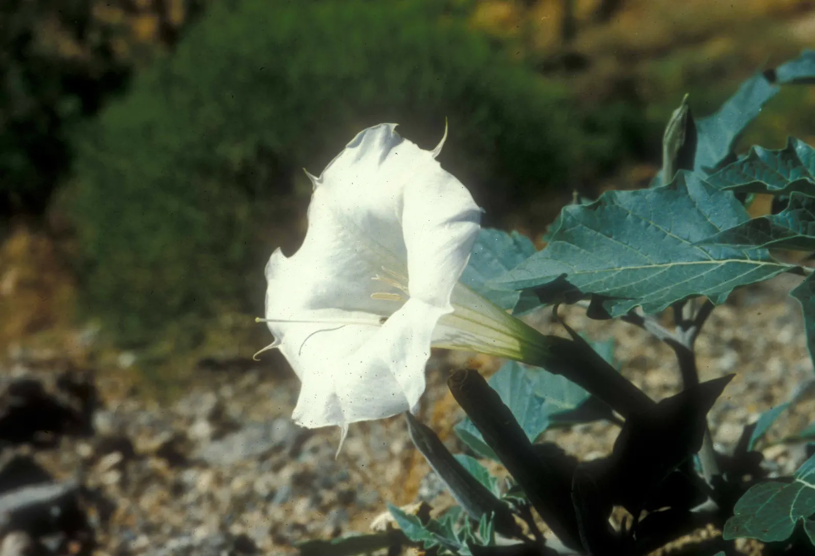 Sacred Datura (Datura wrightii) — The plant typically blooms from late spring until fall