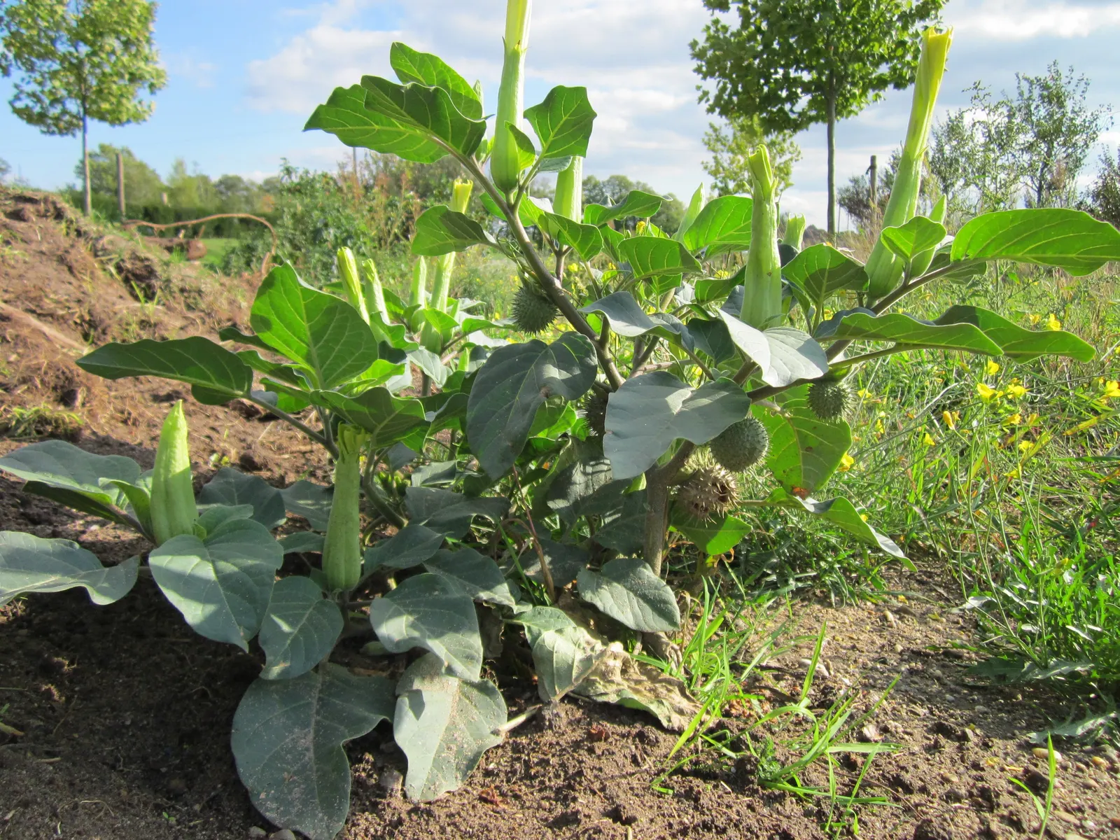 Sacred Datura (Datura wrightii) — and while it is tolerant of poor soil quality; moderate fertility will encourage more robust growth, image 62