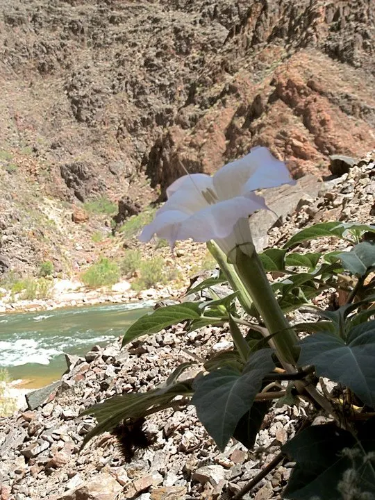 Sacred Datura (Datura wrightii) — Caution: all parts are toxic if ingested