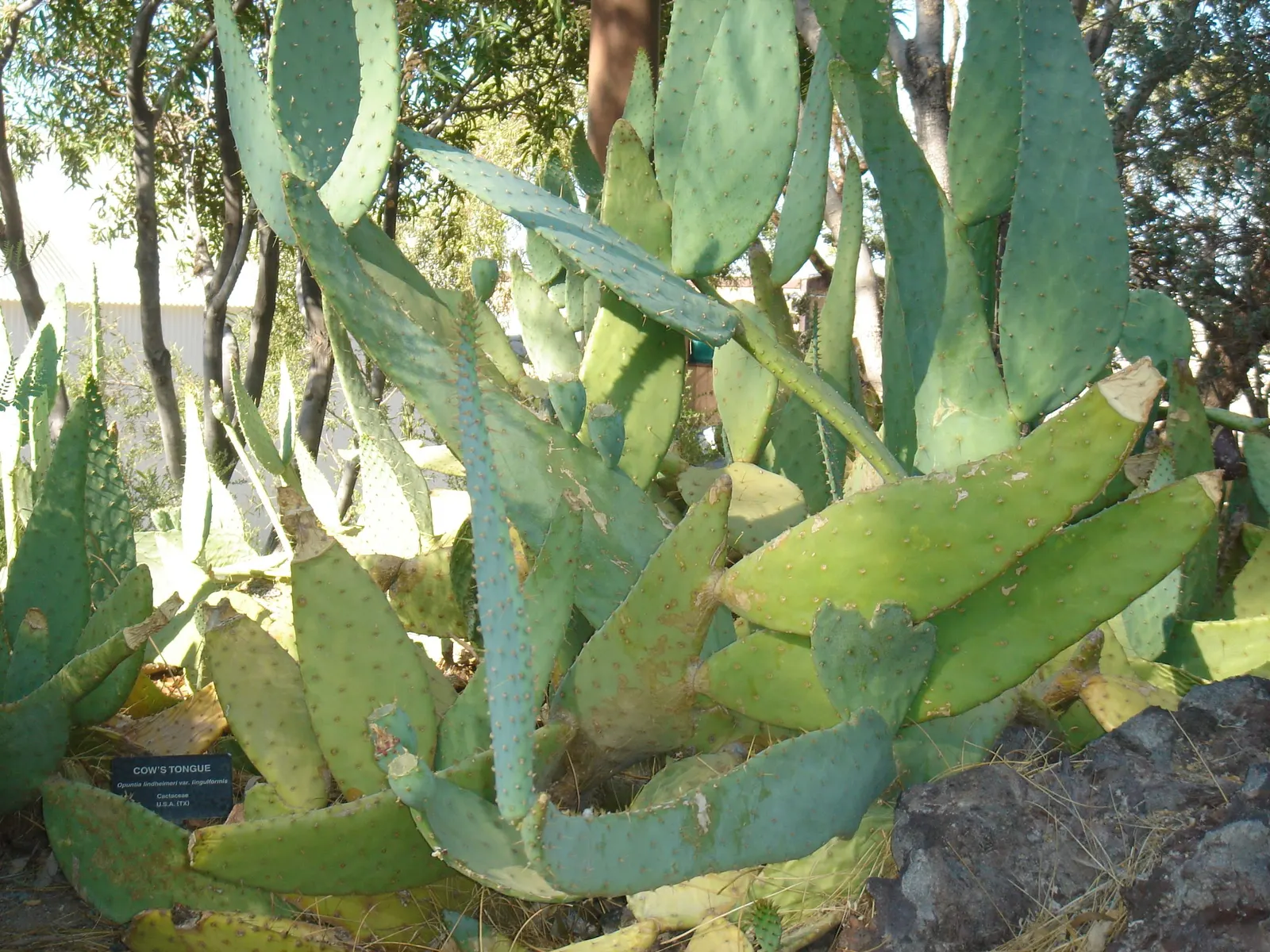 Cow's Tongue Prickly Pear (Opuntia Lindheimeri) — producing vibrant yellow flowers that later develop into purple fruits