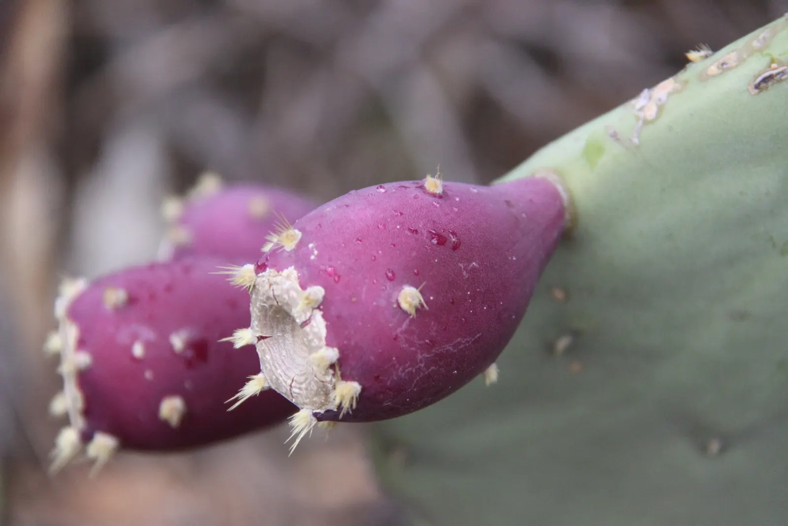 Cow's Tongue Prickly Pear (Opuntia Lindheimeri) — spread across an equal span
