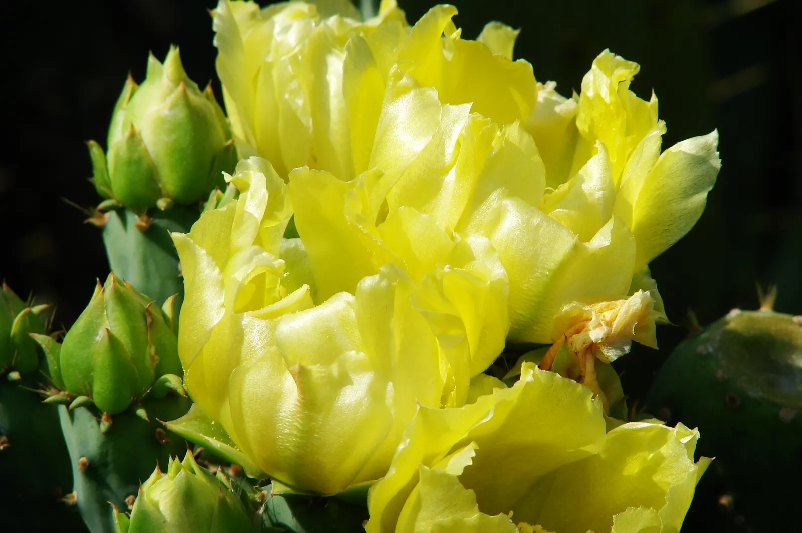 Cow's Tongue Prickly Pear (Opuntia Lindheimeri) — offers a distinctive sculptural presence within a landscape design