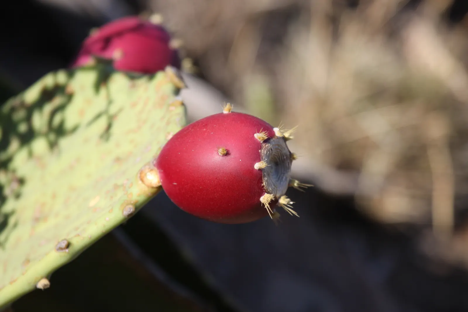 Cow's Tongue Prickly Pear (Opuntia Lindheimeri) — the Cow's Tongue Prickly Pear pads resemble the elongated tongue of a cow