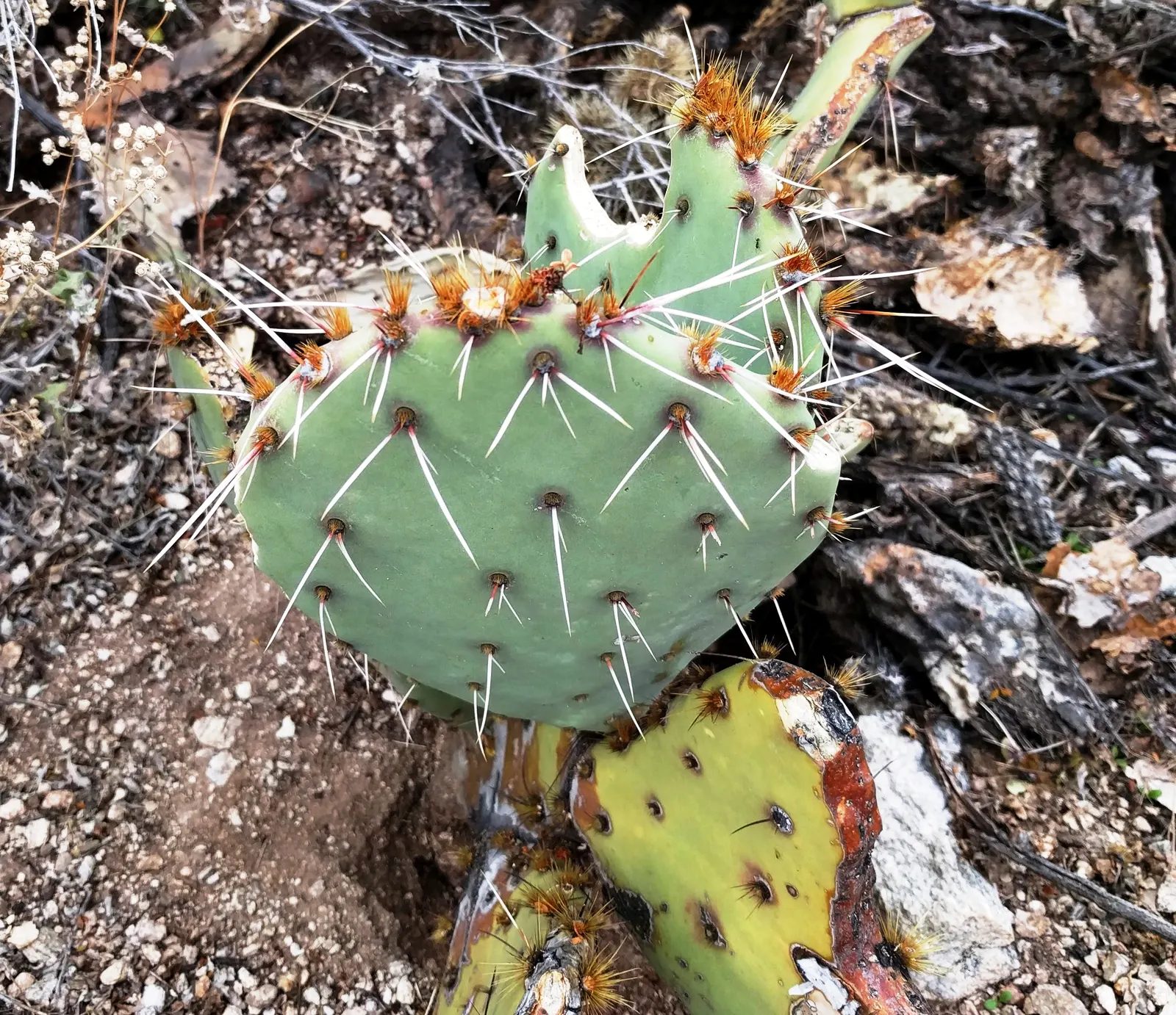 Cow's Tongue Prickly Pear (Opuntia Lindheimeri) — It is drought-tolerant once established and grows best in temperatures above 20 degrees Fahrenheit