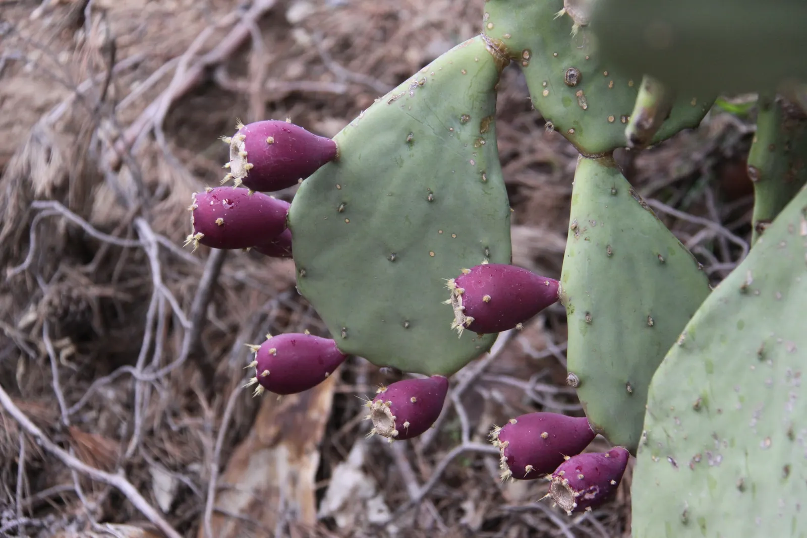 Cow's Tongue Prickly Pear (Opuntia Lindheimeri) — green-to-blue-green pads that can grow up to 12 inches in length and 6 to 7 inches across