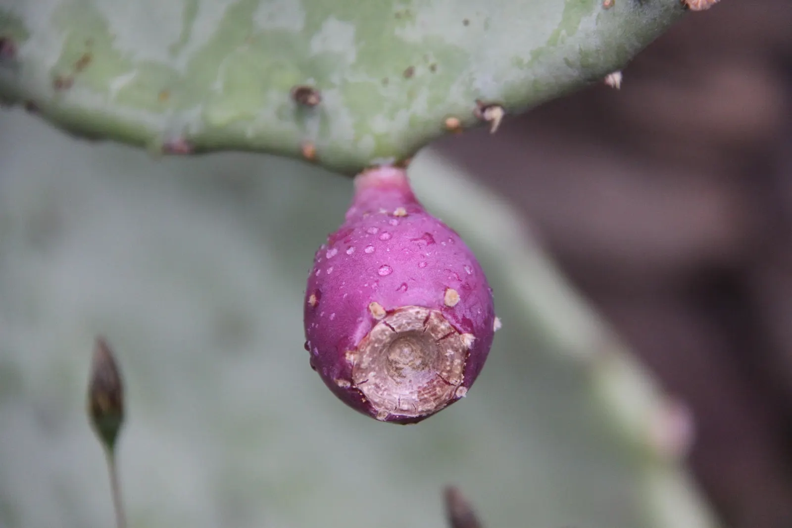 Cow's Tongue Prickly Pear (Opuntia Lindheimeri) — Ideal in xeriscapes, it adds a sculptural dimension and a hint of desert charm