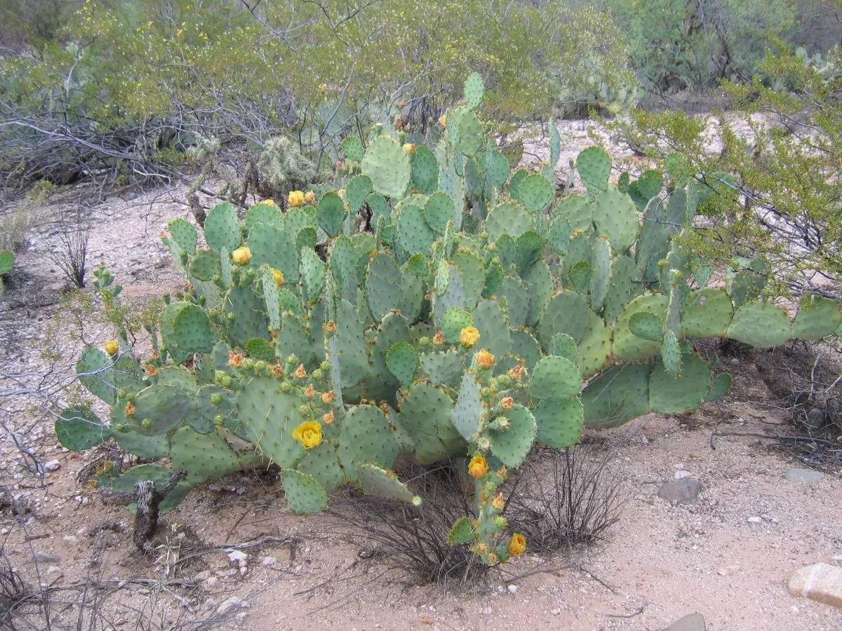 Cow's Tongue Prickly Pear (Opuntia Lindheimeri) — Blooming typically occurs in the late spring to early summer