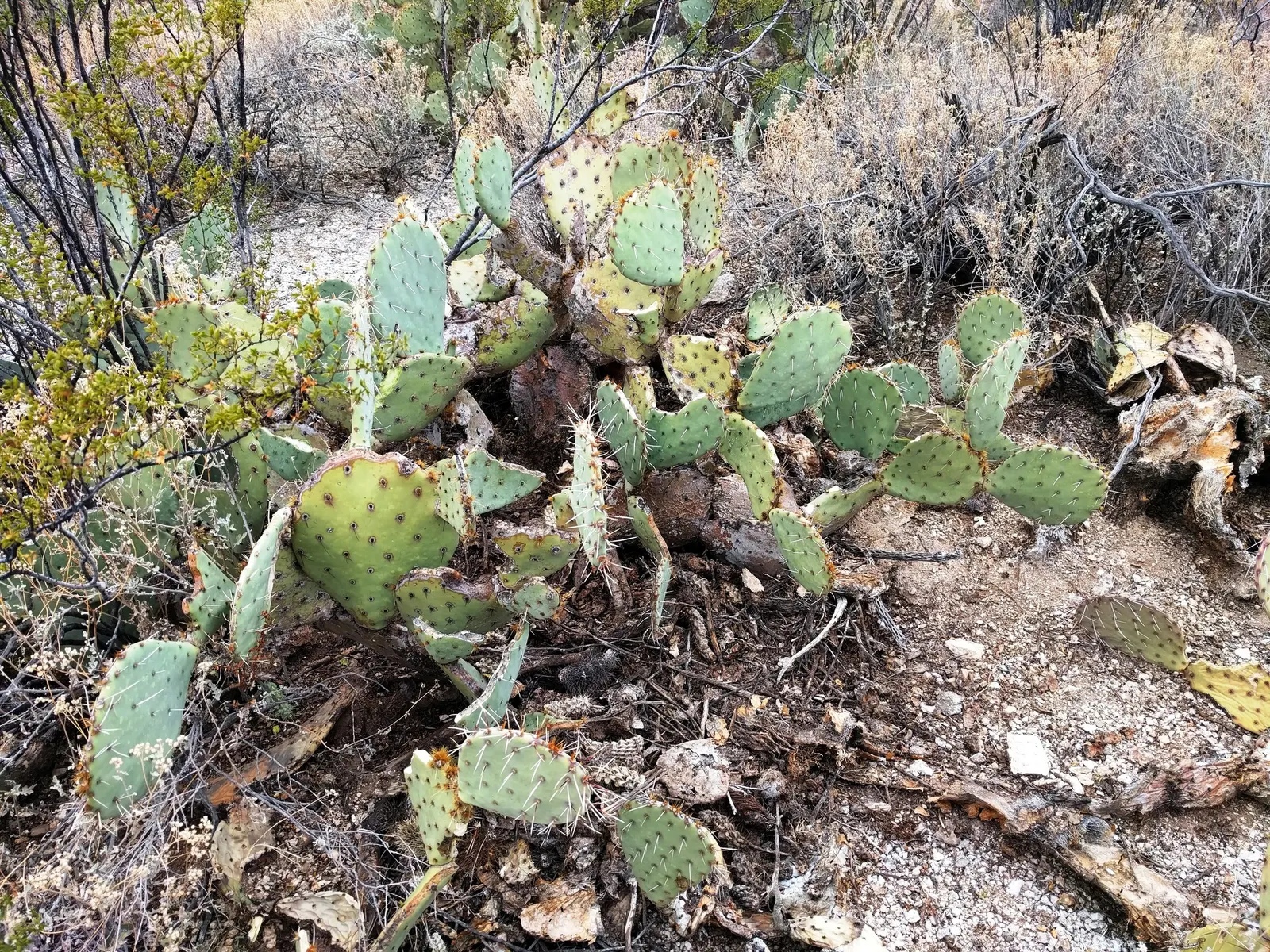 Cow's Tongue Prickly Pear (Opuntia Lindheimeri) — Opuntia lindheimeri requires full sun exposure and well-drained soils
