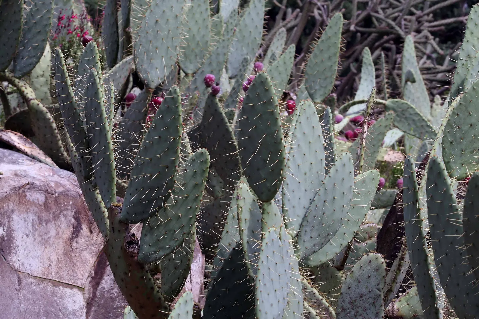 Cow's Tongue Prickly Pear (Opuntia Lindheimeri) — Its distinctive elongated