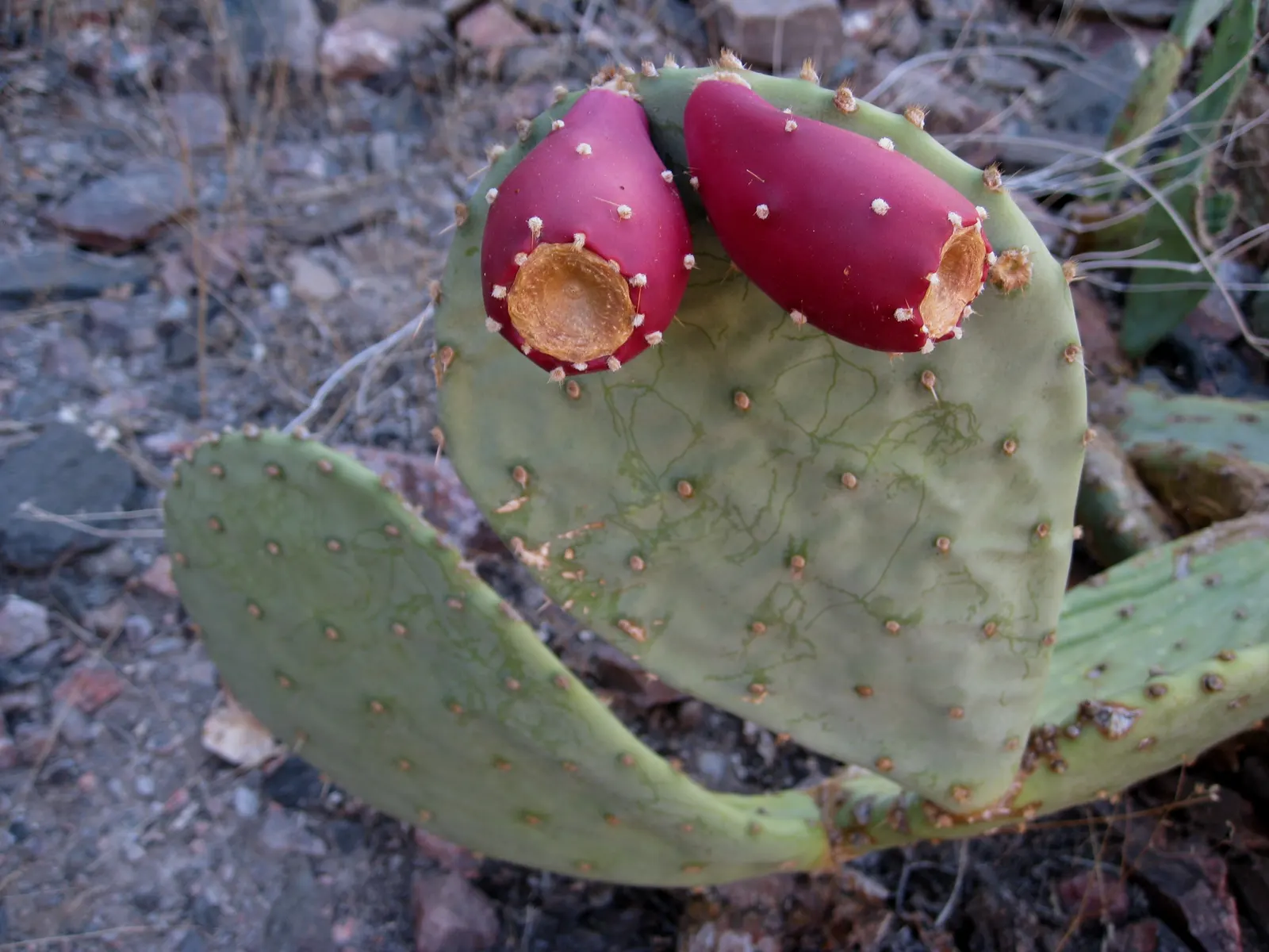 Cow's Tongue Prickly Pear (Opuntia Lindheimeri) — of small spines that can grow approximately 1 to 3 inches long