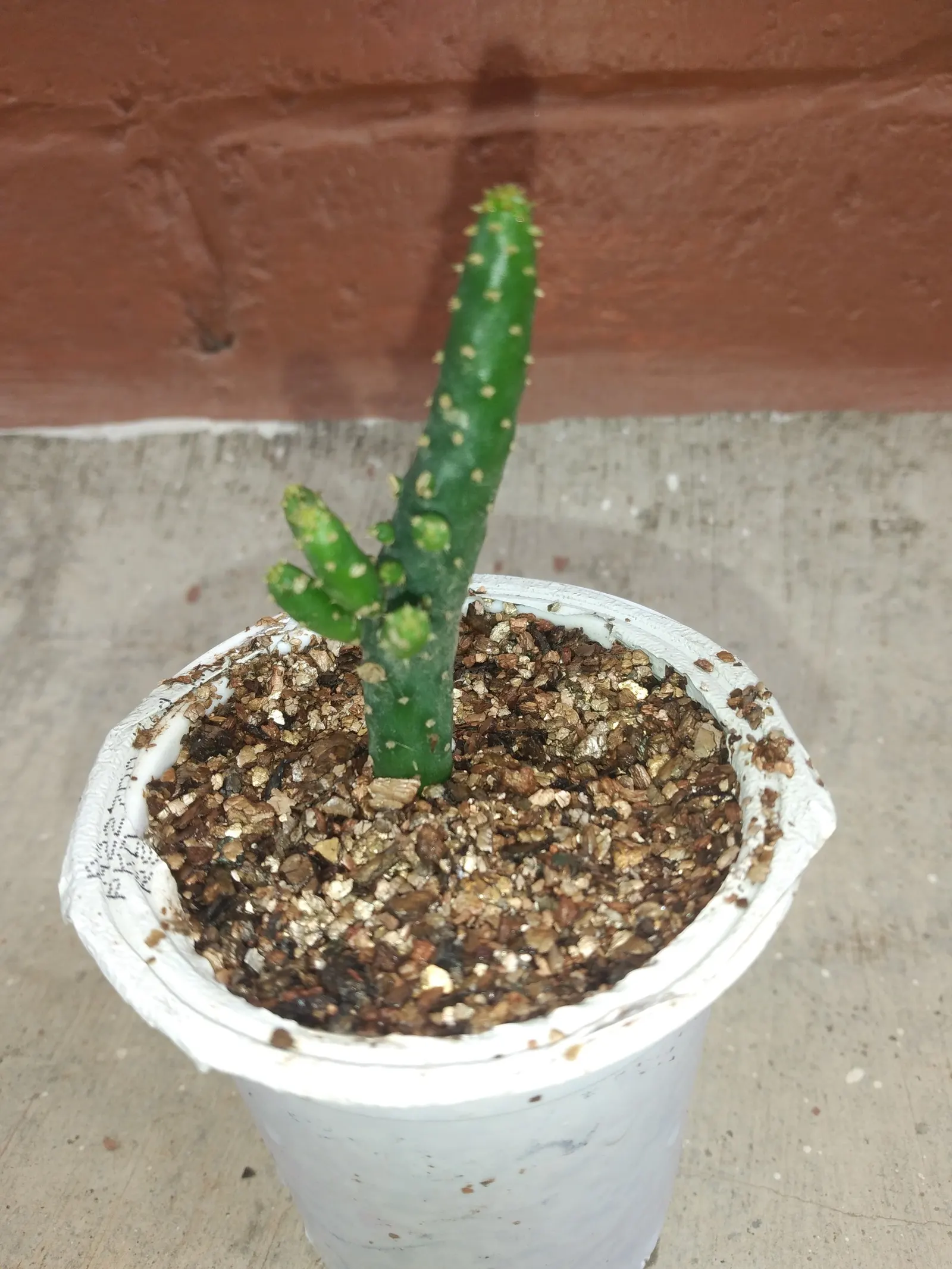 Cow's Tongue Prickly Pear (Opuntia Lindheimeri) — commonly referred to as Cow's Tongue Prickly Pear
