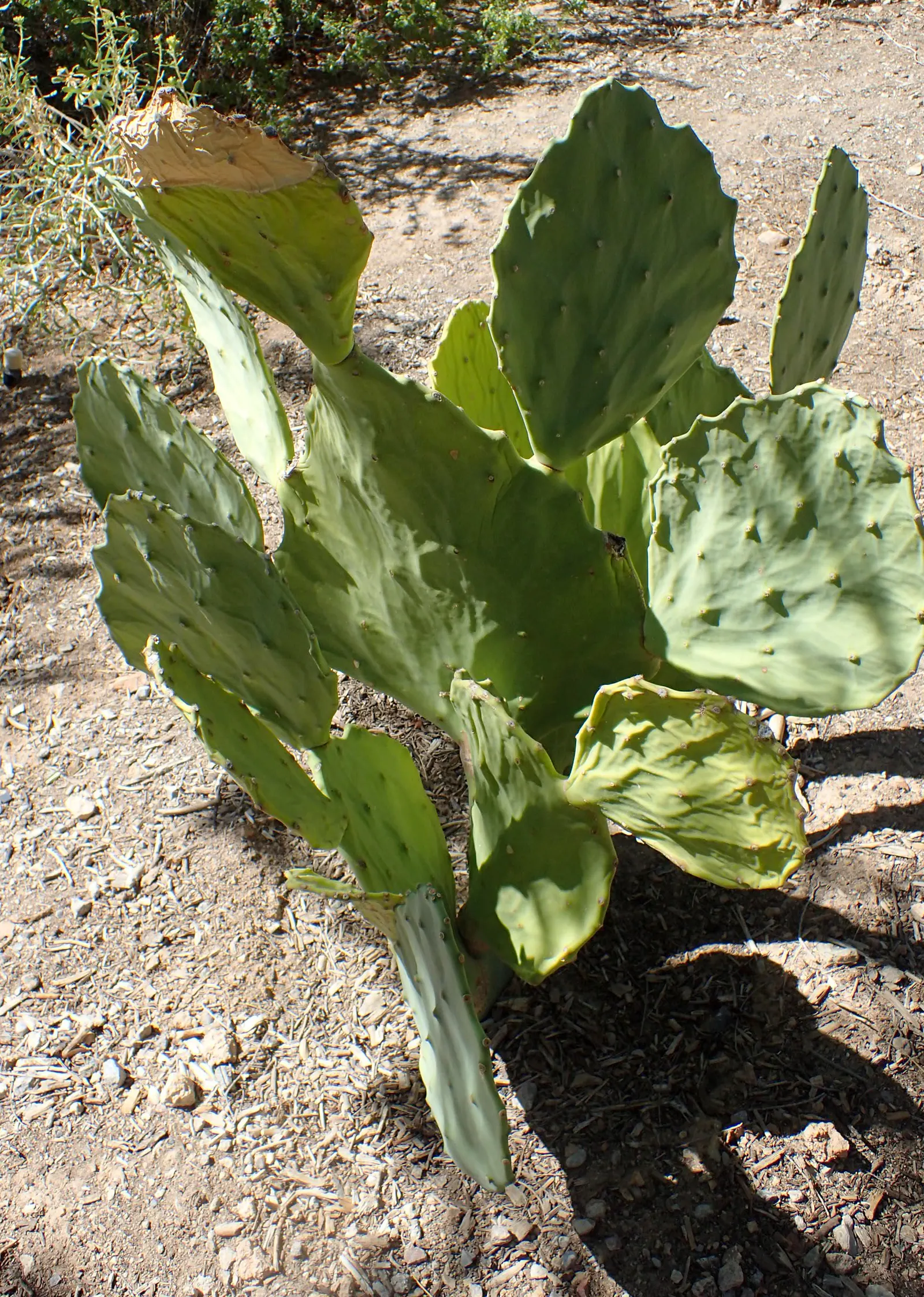 Cow's Tongue Prickly Pear (Opuntia Lindheimeri) — with areoles producing yellow blossoms about 3 inches across
