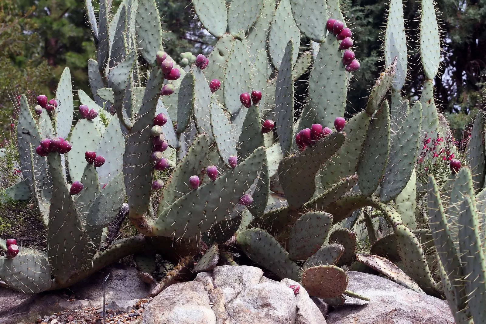 Cow's Tongue Prickly Pear (Opuntia Lindheimeri) — this prickly pear makes a hardy