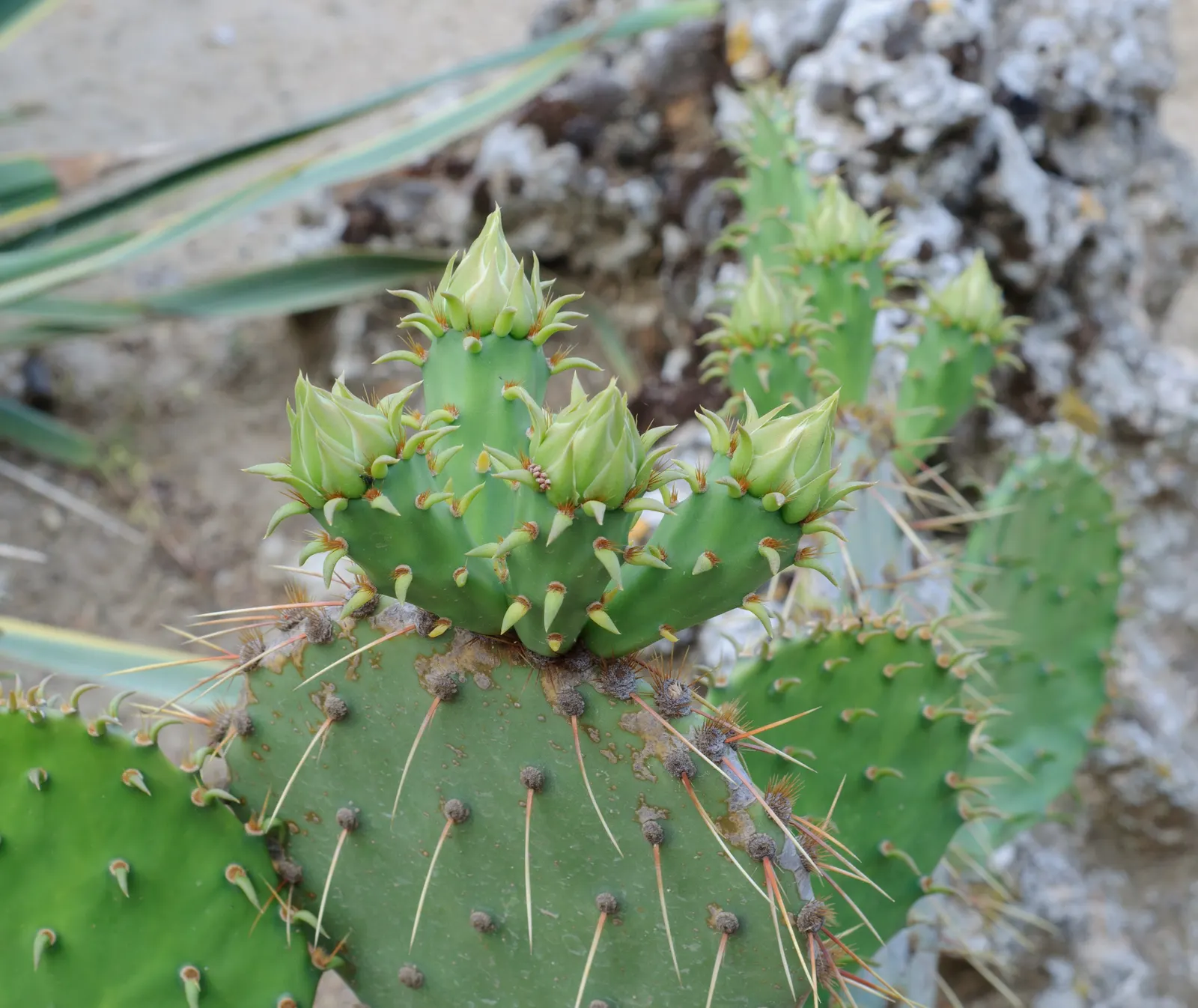 Cow's Tongue Prickly Pear (Opuntia Lindheimeri) — These paddle-shaped pads are dotted with clusters