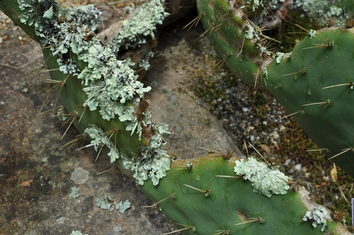 Cow's Tongue Prickly Pear (Opuntia Lindheimeri) — flat pads resemble bovine tongues