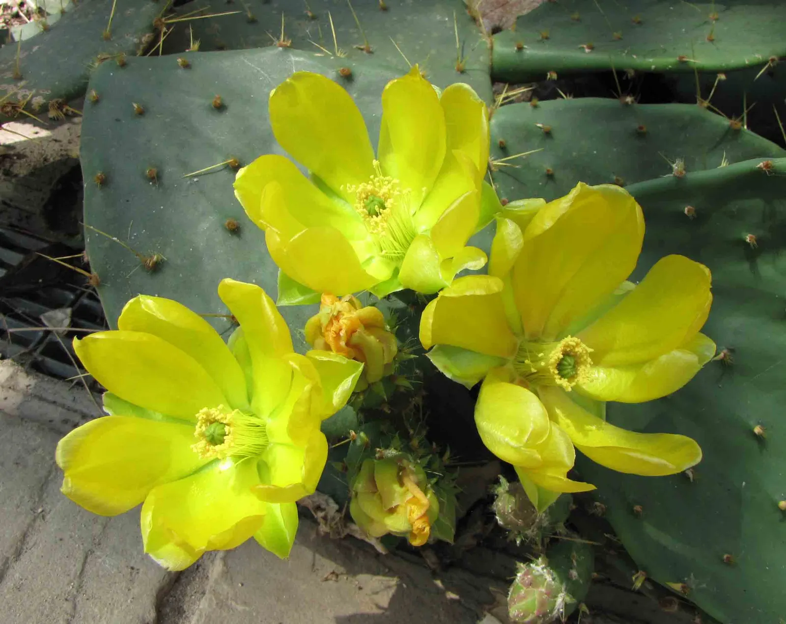 Cow's Tongue Prickly Pear (Opuntia Lindheimeri) — With a mature height and spread of about 3 to 5 feet